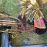 Gardening Express - Plants received were dead and damaged - Photo 4