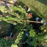 Gardening Express - Plants received were dead and damaged - Photo 6