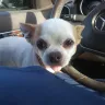 VCA Aventura Animal Hospital & Pet Resort - x-rays