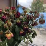Prestige Flowers - Poor, non merchantable quality of flowers, which were not fit for purpose - Photo 1