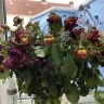 Prestige Flowers - Poor, non merchantable quality of flowers, which were not fit for purpose - Photo 3