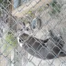 Expo Furniture Gallery - Dog kept behind the store in deplorable conditions - Photo 5