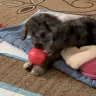 Pets 4 Homes - Seller