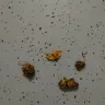 Imperial Tobacco Australia - Riverstone tobacco - Photo 1