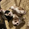 Tomne Cavalier Renee Wise - Dog breeder