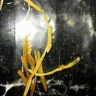 Imperial Tobacco Australia - Jps red 25g pouch - Photo 1