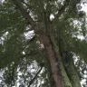Duke Energy - Powerline Arc - Photo 5