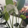 Woolworths South Africa - Lily plant - Photo 1