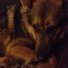 Banfield Pet Hospital - Two german shepherds - Photo 1