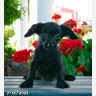 Lancaster Puppies - Toy Poodle mix pups