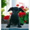 Lancaster Puppies - Toy Poodle mix pups - Photo 2