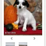 Lancaster Puppies - Toy Poodle mix pups - Photo 1