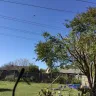 Oncor - Tree trimming