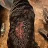 Sergeant's Pet Care Products - Sergeants flea and tick squeeze for dogs - Photo 1