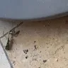 The Ritz-Carlton - Bug infestation - Photo 2
