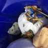Wendy’s - $5 Big Bag, Burger, Nuggets Fries & Drink (3 of them) - Photo 3