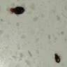 WoodSprings Suites - Bed Bugs in our room