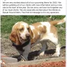 The Basset Kennel - Scam - non delivery