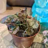 Gardening Express - Hypoestes mixed