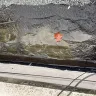 Master Roofing Company - Roof repair/installation