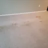 Home Depot - Carpet Cleaning - Photo 1