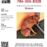 Jamie's Rescue - Irresponsibly as an animal rescue organization - Photo 1