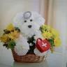 1-800-Flowers.com - Item # 146761 DOGGIE HOWSER M. D.