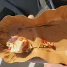 Starbucks - Egg White Egg Bites - Photo 1