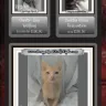 Seraphim Exotic Cats - Cat breeder