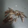 Imperial Tobacco Australia - White ox tobacco - Photo 1
