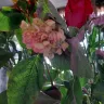 Edible Arrangements - Flower Bouquet delivered was withered, limp (dead), pink paint on leaves