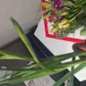 Serenata Flowers - The flowers delivered are not near satisfactory  - Photo 4