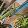 Serenata Flowers - The flowers delivered are not near satisfactory  - Photo 7