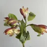 Bloomex - Bloomex flower arrangement purchased online for delivery - Photo 2