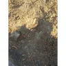 Chop And Drop Tree Service of Virginia Beach - Tree removal - Photo 4