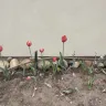Costco - Longfield Gardens Tulip Bright Mix, 180 bulbs  Item #1495257