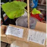 Nursery Murah On9 - A wrong variety of fig plant with no id - Photo 3