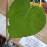 Nursery Murah On9 - A wrong variety of fig plant with no id - Photo 4