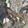 Innovative Landscaping - Unprofessional they are to deal with, and you can't count on them. - Photo 3