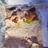 Subway - Incorrect order - Photo 2