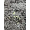 Gardening Express - Ten established instant impact cottage garden plants - hardy perennials perfect for beds and borders - Photo 1