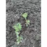 Gardening Express - Ten established instant impact cottage garden plants - hardy perennials perfect for beds and borders - Photo 3