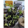 Gardening Express - Ten established instant impact cottage garden plants - hardy perennials perfect for beds and borders - Photo 4