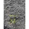 Gardening Express - Ten established instant impact cottage garden plants - hardy perennials perfect for beds and borders - Photo 2