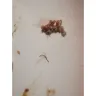 Steers - King bacon burger - Photo 2