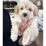 Mayfair - Puppies scammers together with milestone logistics.com.