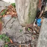 AT&T - Rotten pole about to fall