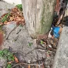 AT&T - Rotten pole about to fall - Photo 1