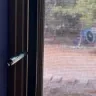 Andersen Windows & Doors - Newly installed Windows with defective screens - Photo 5