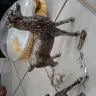Skynet Worldwide Express - Everything in my courier is broken  - Photo 3
